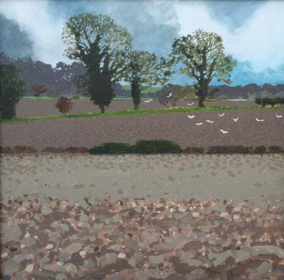 
Norfolk gulls