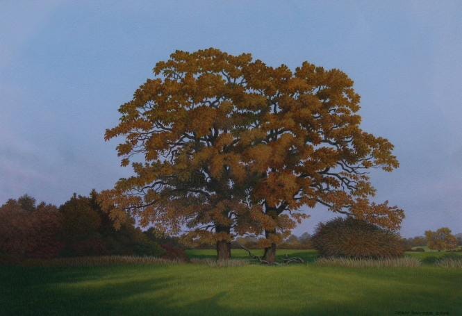 
Surrey oaks 4 - autumn