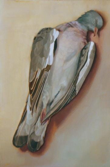 
Pigeon