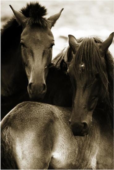 
Huddle