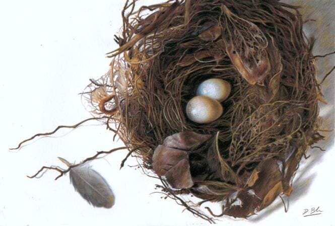 
Bird nest