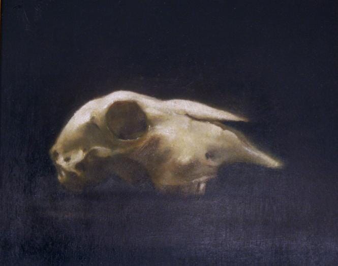 
Sheep skull