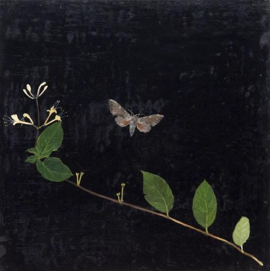 
Honeysuckle Hawk Moth