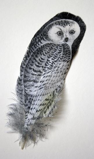 Snowy owl after Audubon