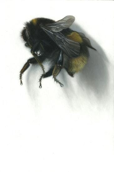 
Bee