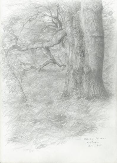 
Oak and sycamore