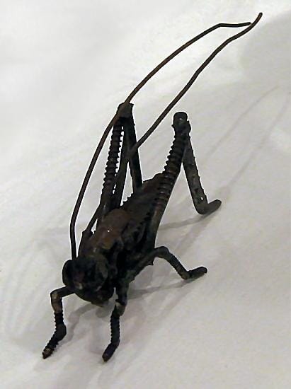 
Long winged conehead