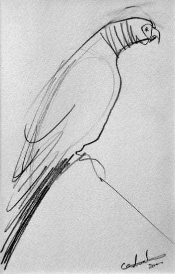 
African grey parrot