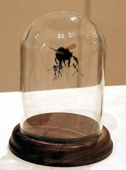 
A captive bumblebee