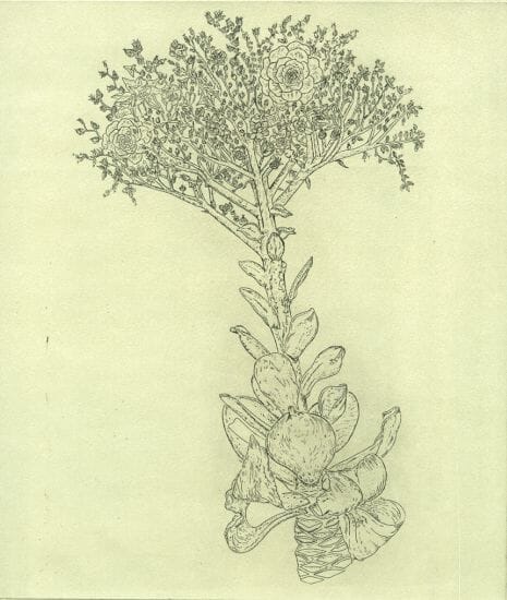 
Aeonium in flower Tresco Abbey Gardens (Isles of Scilly)