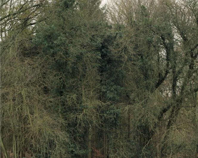 
Trees (Ockley) 1 2013