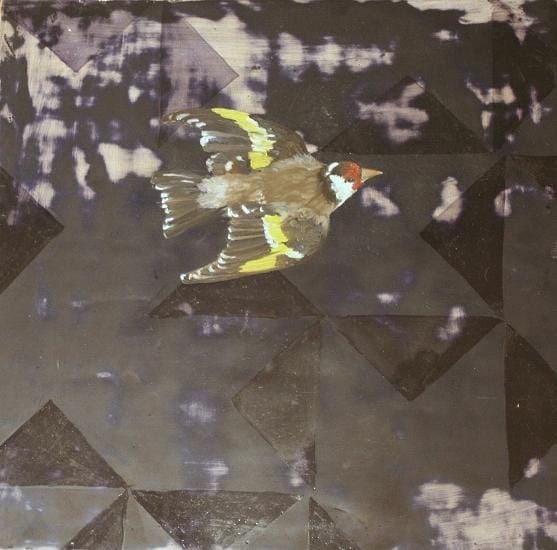 
Flying Goldfinch