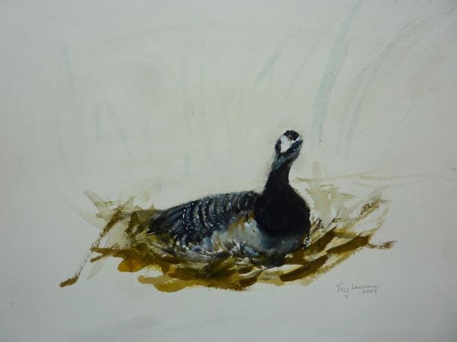Barnacle goose sitting