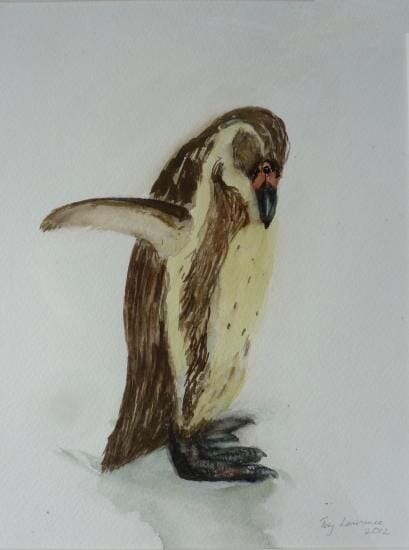 Humboldt penguin