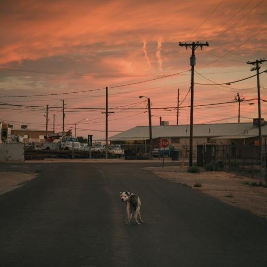 Dog on the road