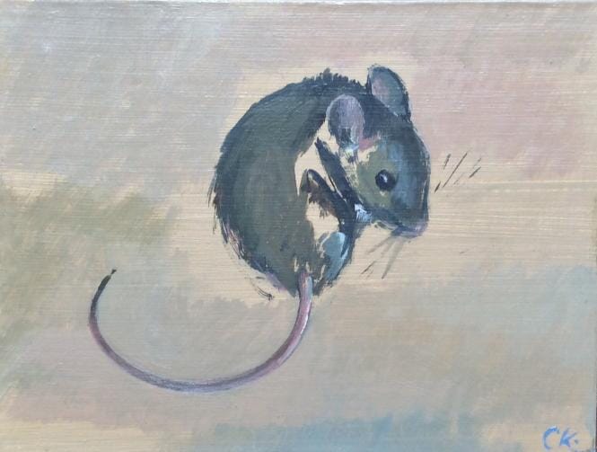 Study of a wood mouse