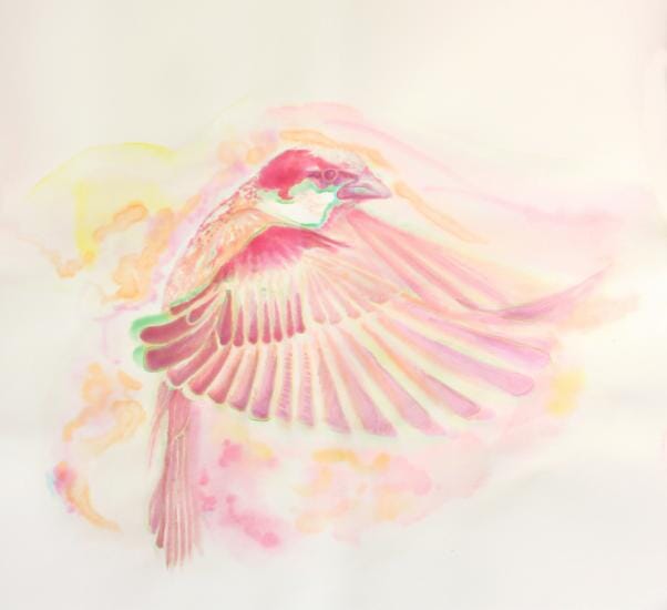 Sparrow