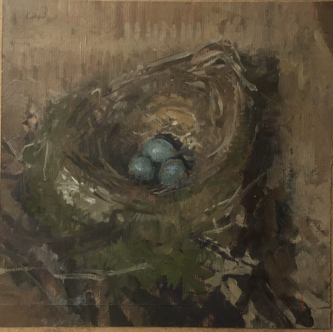 Blackbird Nest with Eggs. 1st June 2018. Nr.Wye