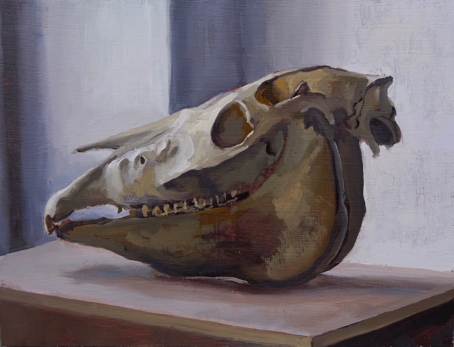  Dartmoor Pony Skull