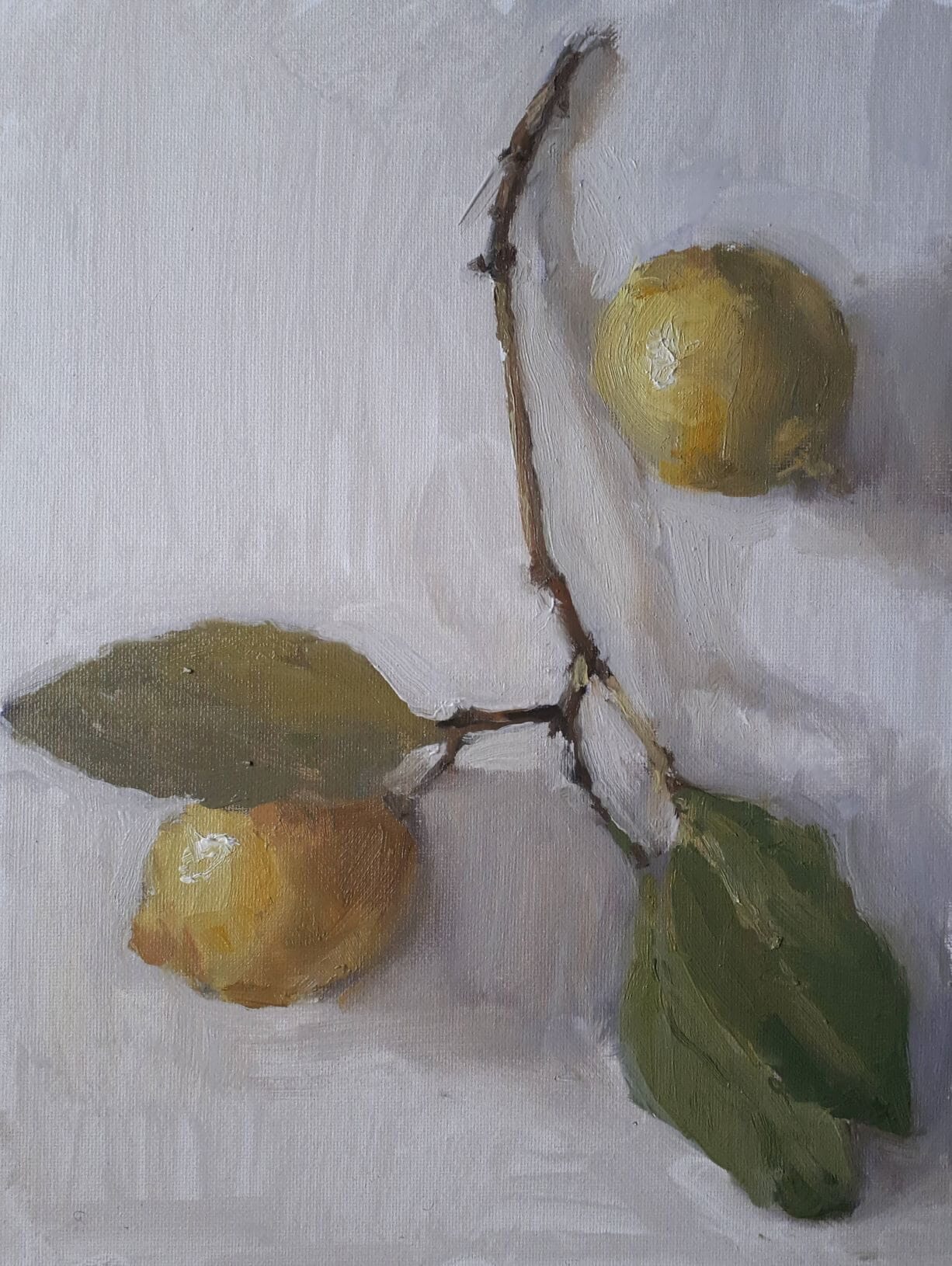  Lemons on the Branch