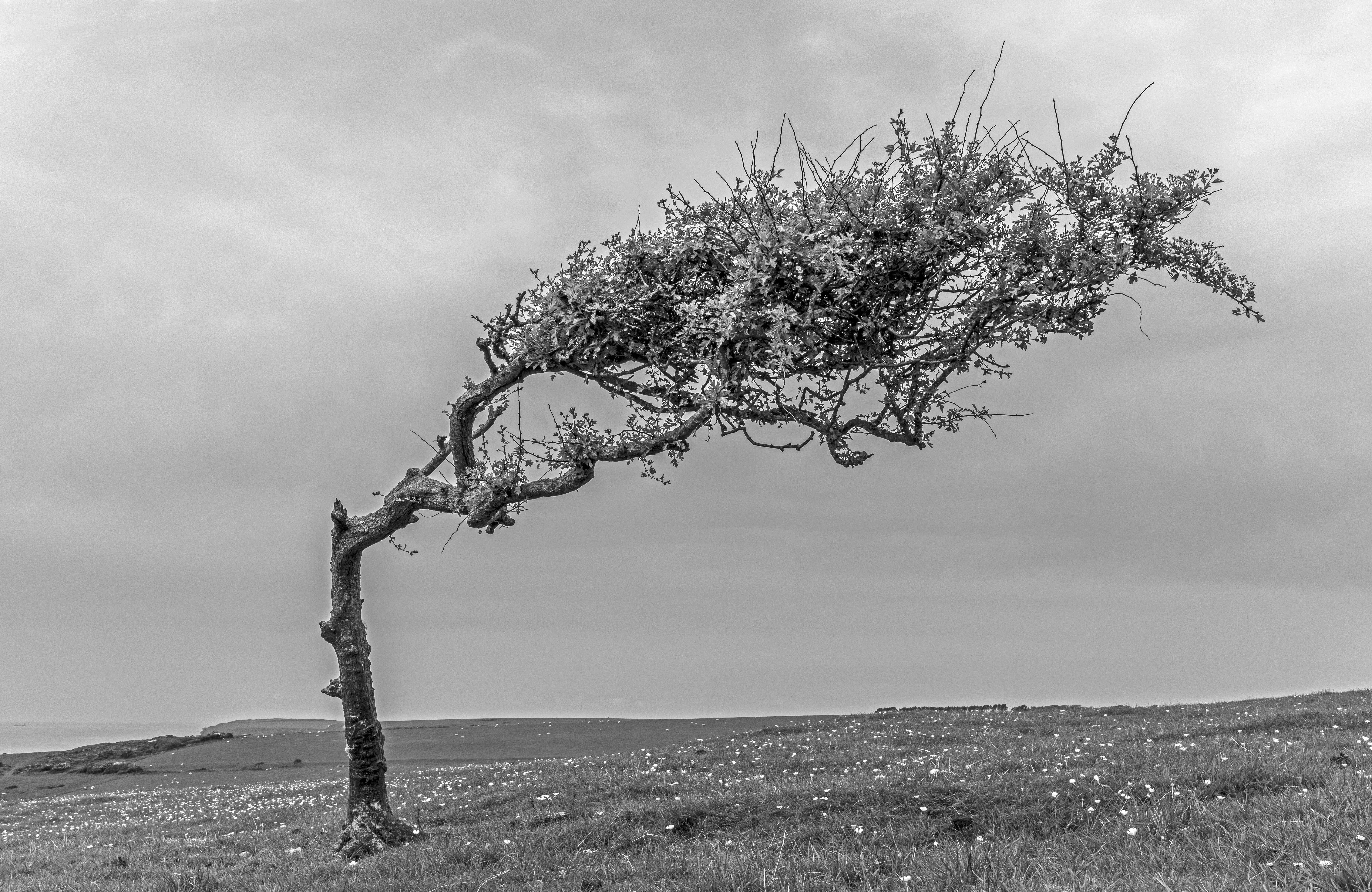  Tree By The Sea