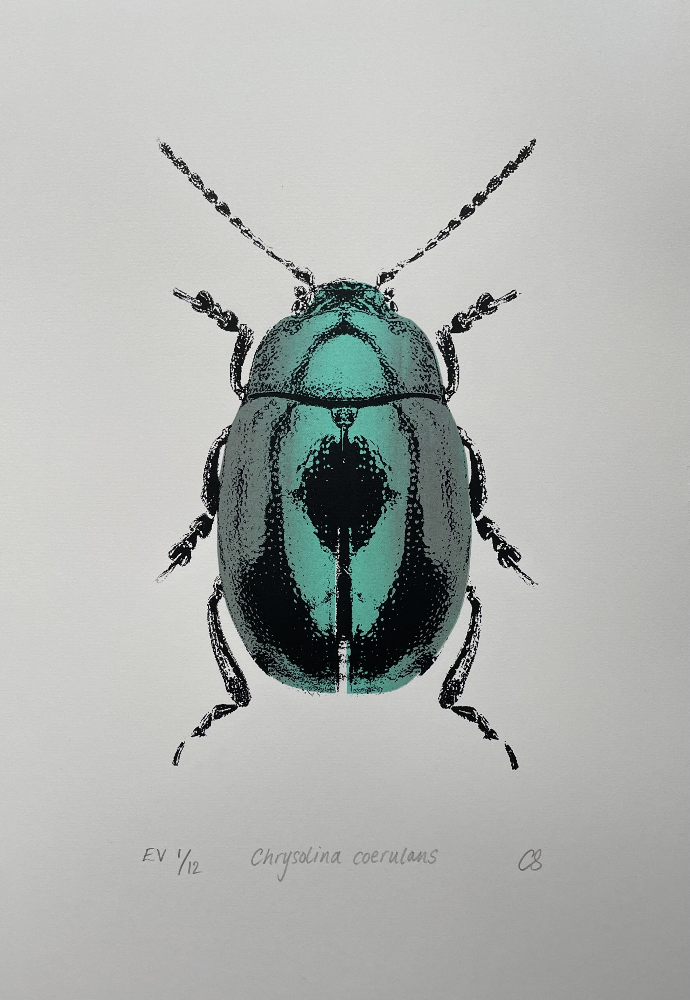  Chrysolina Coerulans