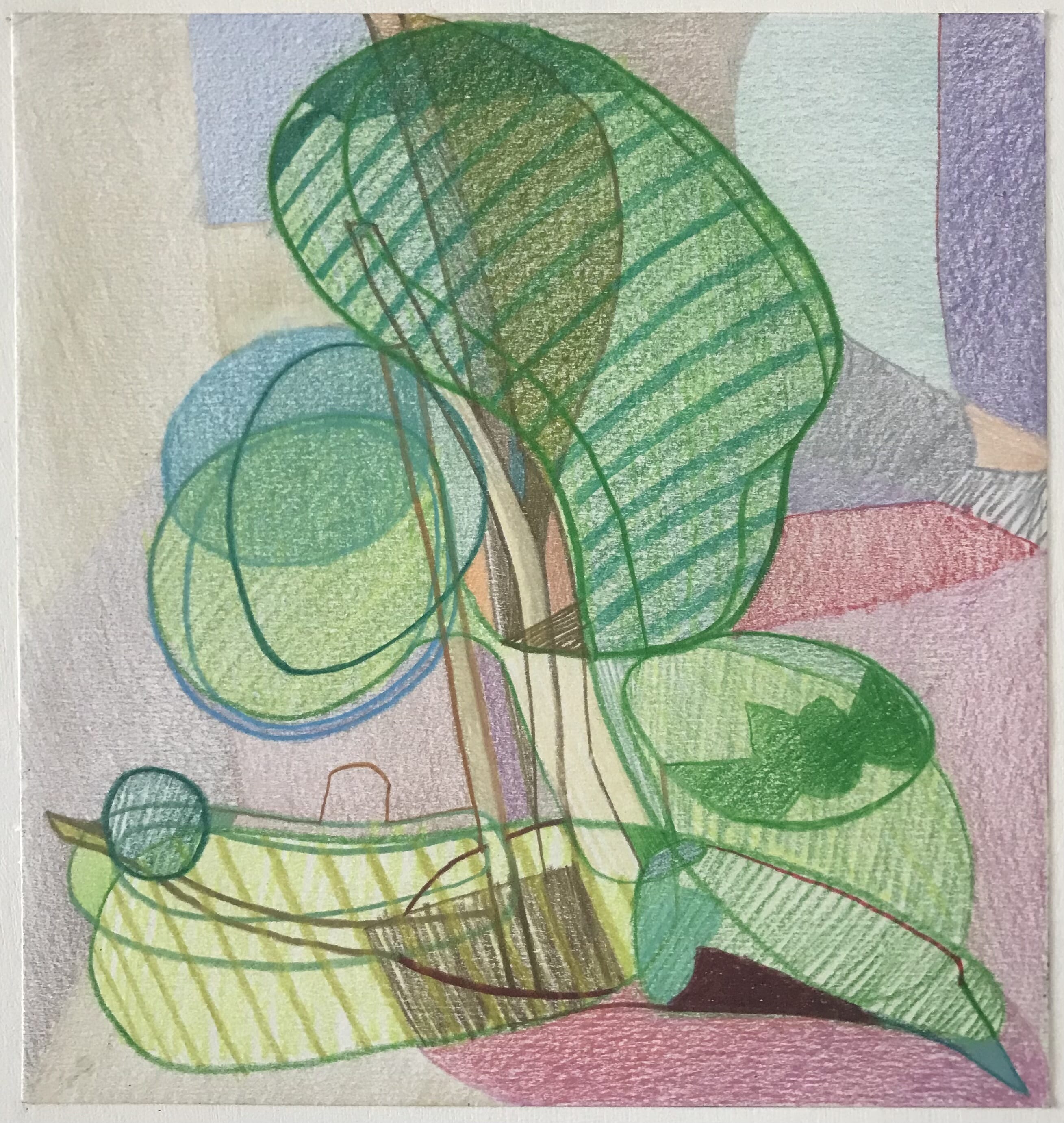  Geranium